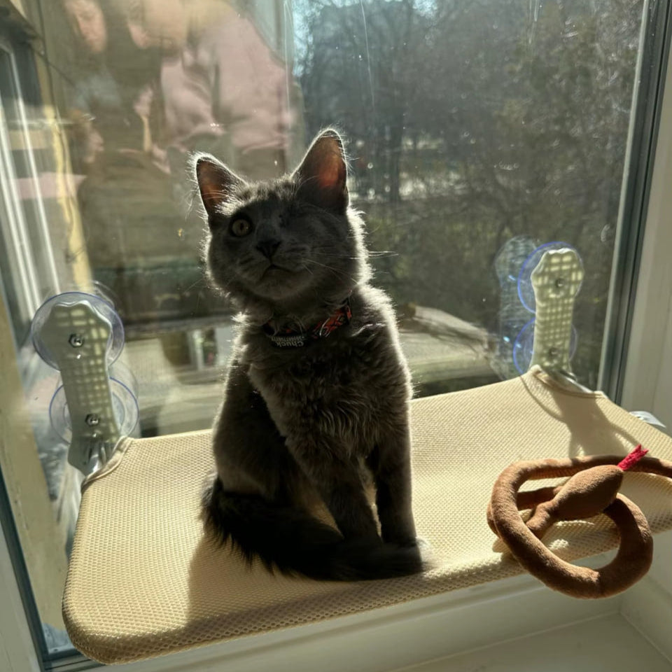 SweetyKitty™ Cat Window Hammock