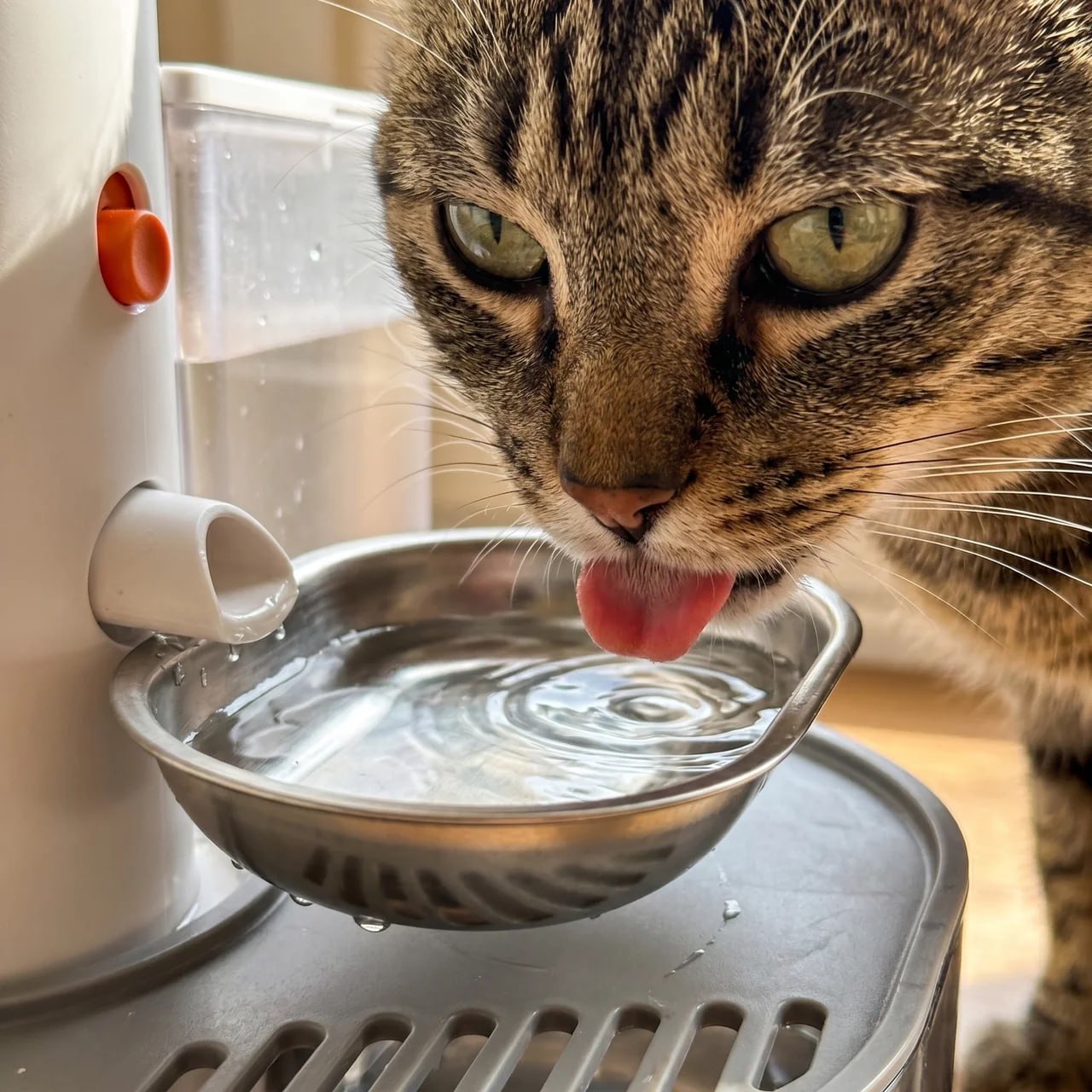 Clean hero shot of HydraTank on a tidy counter — food-grade stainless steel bowl, both sealed tanks visible, completely cordless. A cat drinking calmly beside it.